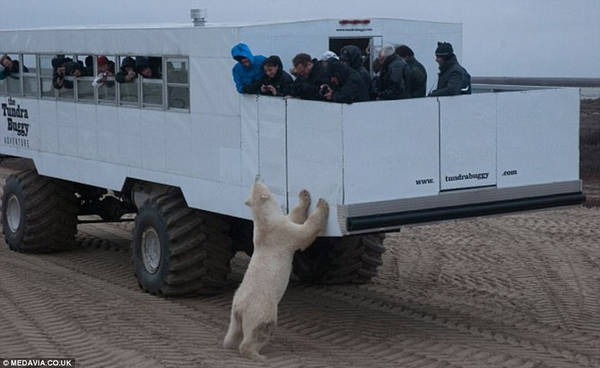 Canada là nhà của khoảng 2/3 số gấu Bắc Cực trên toàn thế giới, trong đó tập nhiều nhất tại vịnh Hudson ở Churchill, Manitoba. Khách du lịch có thể được tiếp xúc với những con gấu trên loại xe chuyên dụng Tundra Buggy. Ảnh: Medavia.co.uk.