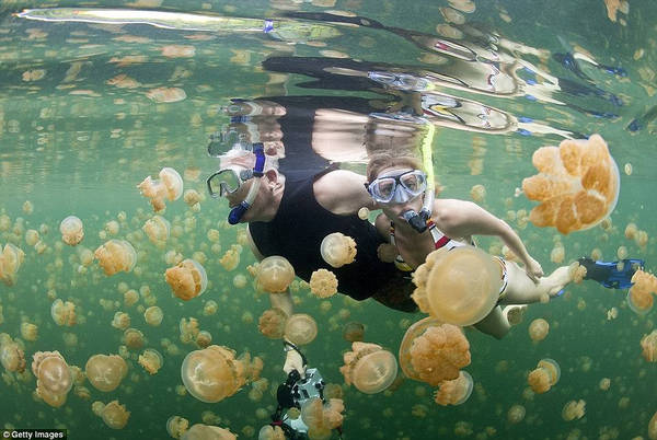 Nằm trên đảo Eil Malik thuộc quần đảo Palau (Philippines), Hồ Sứa là nơi sinh sống của hơn một triệu con sứa vàng. Hàng trăm năm trước, Hồ Sứa nối thông với đại dương, nhưng khi mực nước biển giảm xuống, sứa mắc kẹt lại và bắt đầu tiến hóa để thích nghi với môi trường sống cô lập. Ảnh: Getty Images.