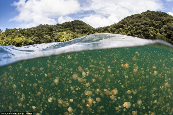 Sống trong môi trường không phải đối mặt với kẻ thù tự nhiên, sứa bắt đầu sinh sôi. Du khách có thể bơi cùng chúng mà không sợ bị cắn. Ảnh: Shutterstock/Ethan Daniels.