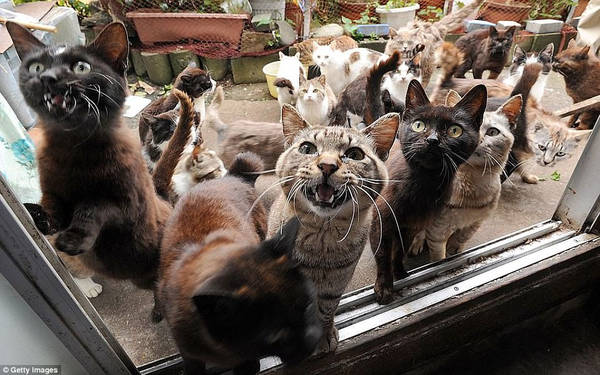 Hòn đảo Tashirojima thuộc tỉnh Miyagi, Nhật Bản được mệnh danh là thiên đường của loài mèo. Cư dân trên hòn đảo chỉ 100 người, trong khi số lượng mèo lại gấp nhiều lần. Mèo được người dân yêu quý và tin rằng chúng mang lại sự may mắn. Chúng cũng góp phần diệt chuột trên đảo. Ảnh: Getty Images.