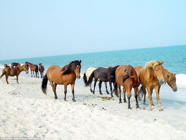 Hòn đảo Assateague (Mỹ) là quê hương của hơn 300 con ngựa Chincoteague, một giống ngựa hoang dã nhỏ được cho là sống sót sau vụ đắm tàu. Ảnh: Shutterstock/Wendy Farrington.
