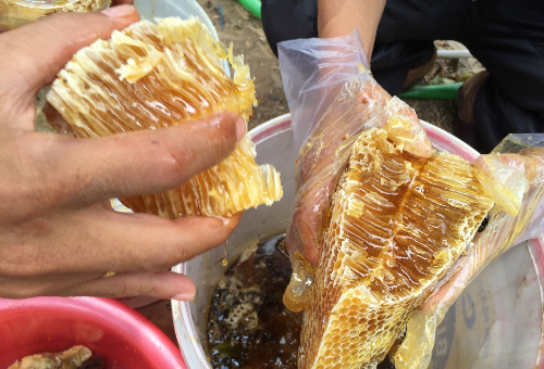 Mùa khô (tháng 5) là lúc mật ong U Minh vào độ ngon nhất.