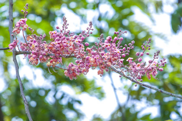 Có người ví von hoa ô môi là hoa đào của miền Nam bởi cái màu hồng của hoa và cái sự nở rộ của mùa