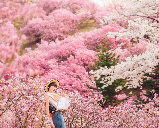 Mùa xuân ở Hàn Quốc không chỉ nổi tiếng với hoa anh đào mà còn là thời điểm của "trăm hoa đua nở". Thành phố Bucheon, tỉnh Gyeonggi, đang là địa điểm du lịch rất hot bởi những ngọn núi đang nhuộm sắc màu rực rỡ của hoa đào núi và hoa đỗ quyên. 