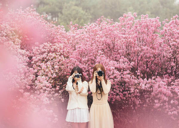 Ngoài hoa đào, du khách đến với Bucheon cuối tháng 4 còn có thể tham gia lễ hội hoa đỗ quyên trên núi Wonminsan, đây cũng là một trong những sự kiện gây chú ý với du khách khi đi du lịch vào mùa xuân ở Hàn Quốc.