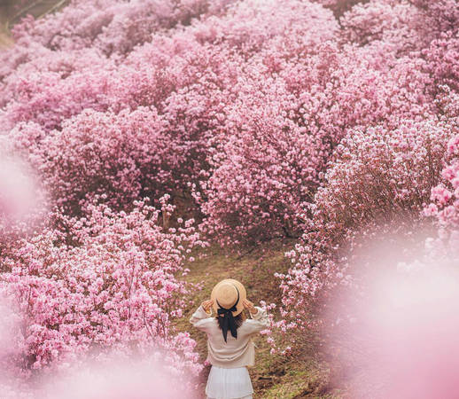 Núi Wonminsan là thiên đường của hơn 150.000 cây hoa đỗ quyên hồng, tím trồng khắp các triền đồi.