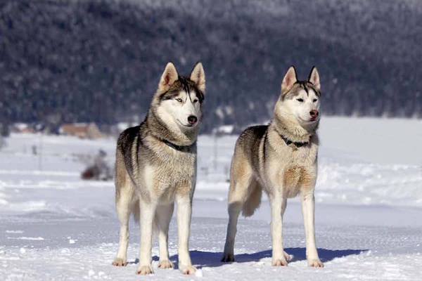 Siberian husky là một trong những giống chó được yêu thích nhất trên mạng xã hội nhờ vẻ ngoài xinh đẹp và thông minh. Chúng có nguồn gốc từ Siberia, được giao nhiệm vụ kéo xe đường dài trong điều kiện lạnh giá. Du khách khi đến Siberia có thể bắt gặp giống chó này ở bất kỳ đâu.