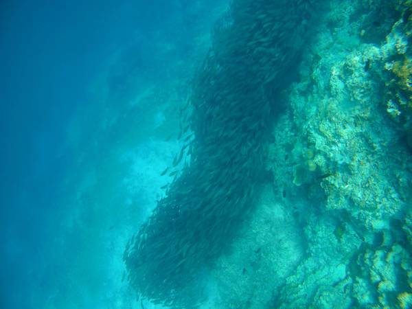 Đàn cá khổng lồ hàng chục nghìn con bơi dưới đáy vực.