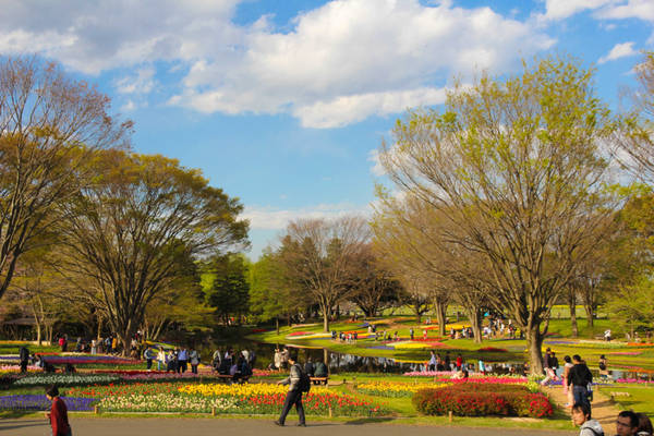 Showa Kinen là công viên do Chính phủ Nhật Bản trực tiếp điều hành. Công viên này được xếp vào top 10 điểm đến ngắm hoa anh đào đẹp nhất vào mùa xuân và 11 danh lam thắng cảnh đẹp quanh Tokyo.