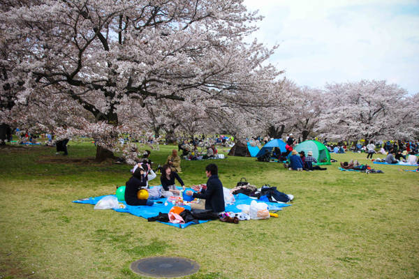Công viên Showa Kinen là địa điểm dã ngoại yêu thích của người Nhật, dưới tán hoa anh đào.
