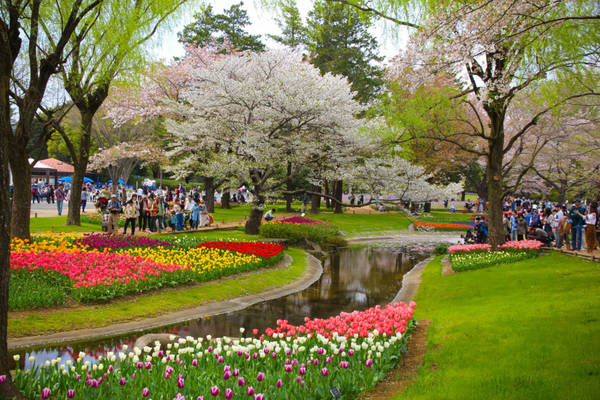 Từ ga Tachikawa, mất khoảng 15 phút đi bộ đến Công viên Showa Kinen. Những bãi cỏ xanh mượt, vườn thượng uyển rực rỡ và những hàng cây rợp bóng mát sẽ là điểm nhấn giúp công viên này ghi điểm trong mắt bạn. Showa Kinen có diện tích 180 ha, được xây dựng nhân kỷ niệm 50 năm ngày lên ngôi của Thiên hoàng Showa (Hirohito). Nơi đây đẹp nhất vào mùa xuân với muôn hoa khoe sắc.