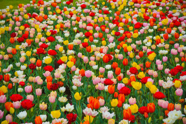 Khi những cánh hoa anh đào rơi xuống cũng là lúc những bông hoa tulip vươn lên khỏi mặt đất và nở rộ.