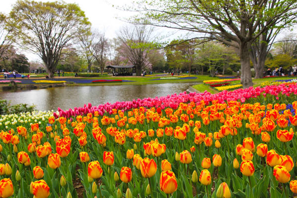 Hoa tulip có nguồn gốc từ Trung Đông. Tuy nhiên, nhắc đến loài hoa này, người ta thường nghĩ ngay đến Hà Lan – vương quốc của những cánh đồng hoa tulip đẹp như chốn thần tiên. Nhiều nơi cũng có những cánh đồng, vườn hoa tulip đẹp không kém, trong đó có Nhật Bản. Loài hoa này đã được trồng ở đây từ lâu, quen với thời tiết.