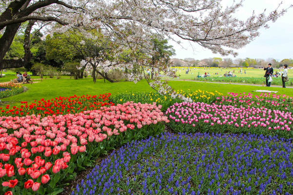 Những bông hoa tulip trải dài với sắc màu rực rỡ như đỏ, cam, tím, vàng, trắng… tạo nên một sắc màu riêng cho Nhật Bản sau những ngày sắc hồng nhạt của hoa anh đào nở rộ.