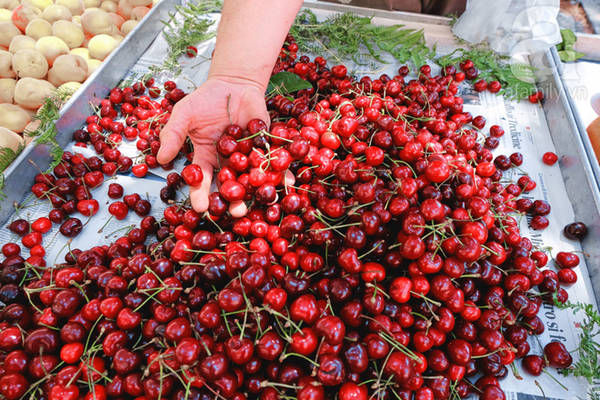  Giờ đang vào mùa cherry bạn có thể mua cherry với giá chừng 2 euro 1 cân.