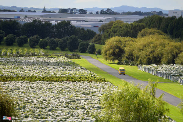 Một cánh đồng nho nằm trong hệ thống núi lửa ở đường Montgomerie, Mangere, thành phố Auckland, gần sân bay quốc tế Auckland (New Zealand).