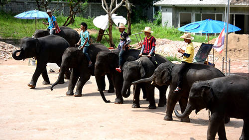Ngày 2 Các tour nửa ngày, một ngày được bán rất nhiều trong thành phố, từ cửa hàng lớn đến quầy nhỏ trong chợ, sảnh khách sạn. Gợi ý cho bạn là tour tham quan trại voi trong ngày, giá khoảng 1.000 - 1.500 baht/ người, tùy điểm đến và các hoạt động bao gồm. Tuy nhiên nếu đi đông người, bạn có thể thuê riêng songthaew hoặc xe ôtô, giá 800-1.000 baht, đưa đến các điểm yêu thích, nhóm tự trả phí vào cửa.  Ở Chiang Mai có khá nhiều trại voi, nhưng đều nằm cách thành phố khá xa. Trong đó nổi tiếng có trại voi Maesa lâu đời cách trung tâm 30 km và Chokchai ở thung lũng Mae Taeng, cách khoảng 70 km.