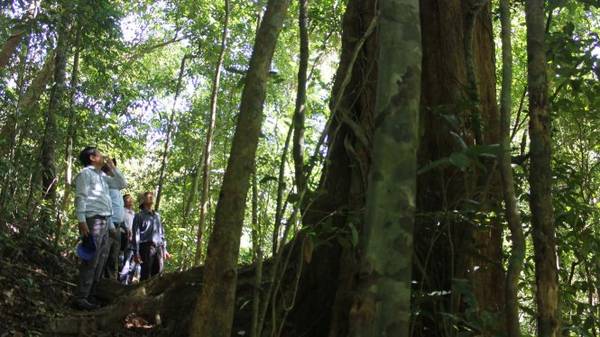 hoang-so-suoi-chi-ivivu-3Thi thoảng du khách sẽ gặp những cây gỗ lớn ba người ôm không xuể - Ảnh: Võ Quý Cầu