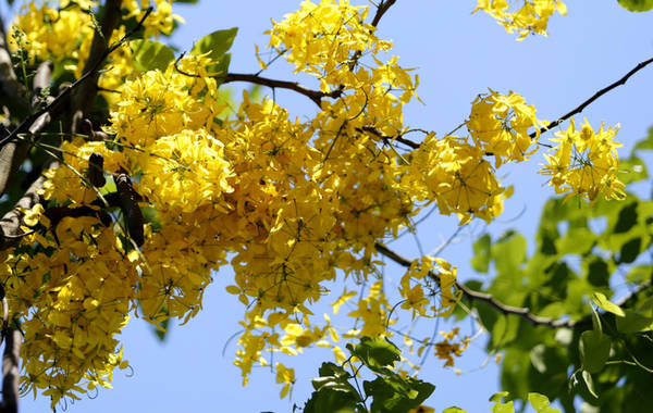 Hoa muồng bọ cạp vàng nở phủ kín cây. Cánh hoa hình bầu dục, mặt ngoài phủ lông mượt. Chùm hoa vàng rực rỡ buông rủ, nổi bật trên tán lá xanh.