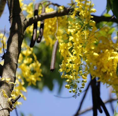 Thời điểm này, muồng hoàng yến đang độ đẹp nhất khi trên cùng một cây, hoa đan xen giữa những chùm quả và cánh lơ thơ rụng rơi vì mưa nắng.