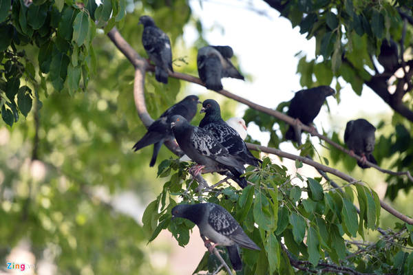 Bình thường chim đậu dày đặc trên cành cây.