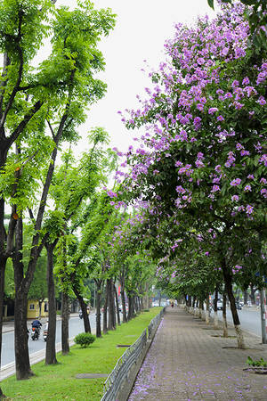 Mùa hoa bằng lăng trên đường Kim Mã.