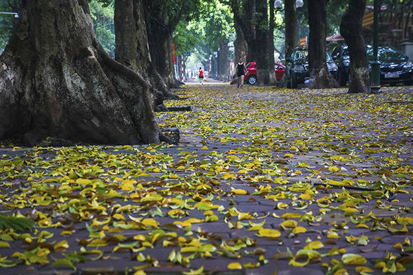 Mùa lá sấu rụng trên đường Phan Đình Phùng.