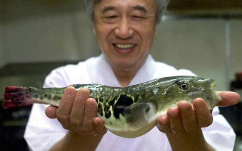 Bạn cần phải có giấy phép hoặc giấy chứng nhận của cơ quan chức năng trước khi được là người chế biến cá nóc. Chất độc có trong thịt cá nóc khiến chính phủ Nhật Bản luôn dè chứng với loại thực phẩm “kén” người chế biến này. Cá nóc tuy rất bổ, nhưng không bao giờ được cho vào thực đơn của Hoàng đế Nhật Bản.