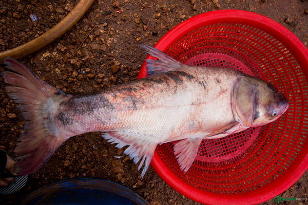  Con cá mè này nặng tới 13,5 kg, kỷ lục của phiên chợ cá sáng hôm đó. Người dân cho biết có lần câu được con nặng tới 20-30 kg.