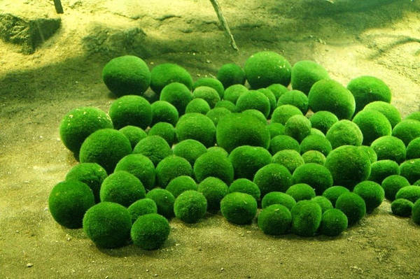 Bóng rêu còn được gọi là bóng rong biển, cầu tảo, và phổ biến nhất là marimo (theo cách gọi của người Nhật Bản), là một loài tảo thân mềm, dạng sợi có tên khoa học là Aegagropila linnaei. Marimo thường phát triển thành những quả cầu màu xanh lá cây, mềm mại và có kích thước từ 12-30 cm, tùy thuộc vào từng nơi sinh trưởng. Ảnh: Amusing Planet.