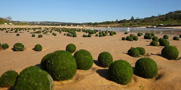 Marimo là một loại tảo hiếm và chỉ xuất hiện ở một số nước như Iceland (hồ Mývatn), Scotland, Estonia và Nhật Bản (hồ Akan). Gần đây, vào năm 2014, người ta đã phát hiện ra một lượng lớn marimo trên bãi biển Dee Why Beach ở Sydney (Australia) và đây là lần đầu tiên loài tảo này xuất hiện ở khu vực Nam bán cầu. Ảnh: Amusing Planet.