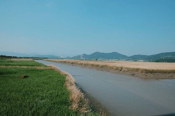 Vịnh Suncheon có diện tích 26,5 km2, gồm hai phần đất bãi bùn và bãi sậy, trong đó bãi lau sậy kéo dài 5,4 km2. Đây là cánh đồng lau lớn nhất Hàn Quốc. Để khám phá hết cánh đồng này, du khách phải di chuyển bằng thuyền trên con kênh uốn quanh các bãi lau. Vào mùa hè, cả cánh đồng lau phủ một màu xanh.