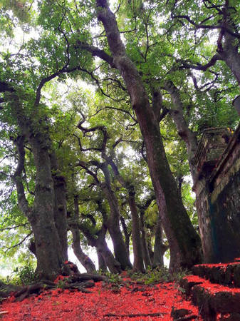 Quần thể lộc vừng được công nhận là cây di sản nằm tại Gò Thờ, xã Chương Xá, huyện Cẩm Khê, Phú Thọ. Từ xa, quần thể lộc vừng như một chậu cây cảnh khổng lồ hay một khu rừng rậm rạp. Ảnh: Lê Hạnh.