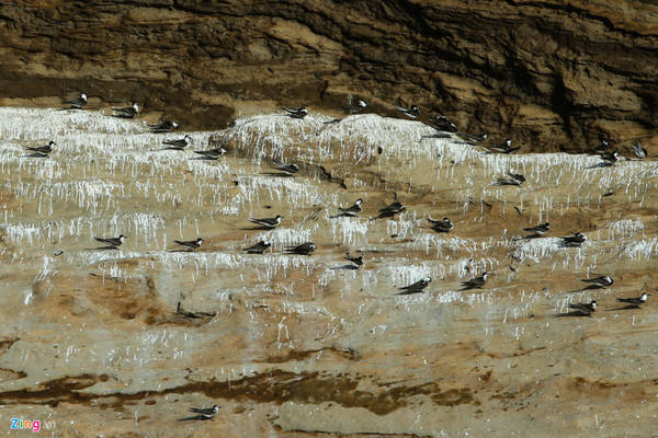 Những vách đá kỳ vĩ, gồ ghề, thẳng đứng là nơi thích hợp để cho các loại chim biển như nhạn, mòng, bồ nông làm tổ.
