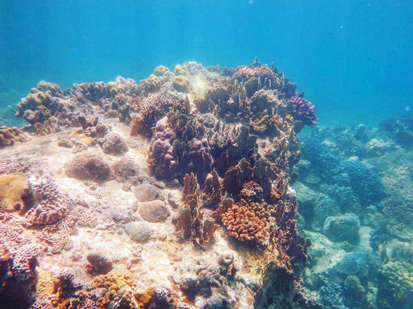 Mỗi năm, ở điều kiện môi trường thuận lợi, san hô chỉ có thể phát triển thêm từ 1-2 cm. Vì thế, để giữ gìn được một hệ sinh thái đa dạng bậc nhất thế giới ở Hòn Mun là cả một quá trình hết sức khó khăn trong điều kiện kết hợp phát triển du lịch hiện nay. Một số người vì lòng tham và sự ích kỷ đã vô tình xâm hại đến sự sống và sự phát triển của chúng là điều hết sức đáng tiếc.