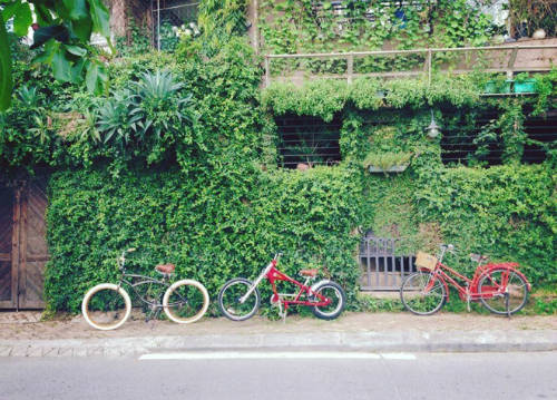 Những ngôi nhà xanh mướt trên phố Yên Hoa, Từ Hoa. Ảnh: Đoàn Mạnh.