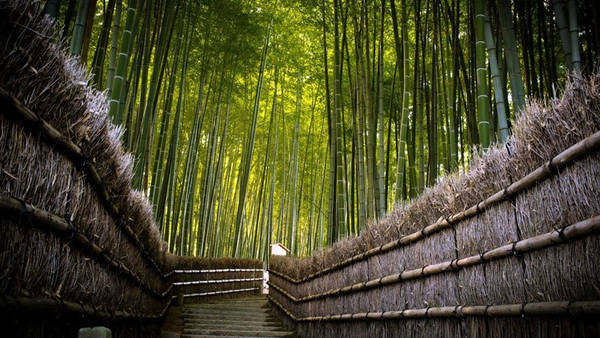 Một trong những địa danh hấp dẫn nhất của thành phố Kyoto là rừng tre Sagano , nằm ở huyện Arashiyama, phía tây thành phố (còn gọi là rừng tre Arashiyama) . Sagano được đánh giá là một trong những khu rừng tuyệt vời nhất Nhật Bản. Ảnh: Charismatic Planet.