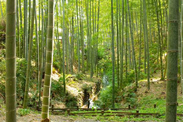 Người Nhật rất coi trọng cây tre. Nhiều câu chuyện cổ tích, nhiều áng văn thơ và tác phẩm hội họa có tính ẩn dụ thể hiện sức mạnh liên kết của cuộc sống người dân Nhật với loài cây này, nhưng không phải nơi nào trên đất Nhật cũng thấy được rừng tre như Sagano. Ảnh: Thousandwonders.