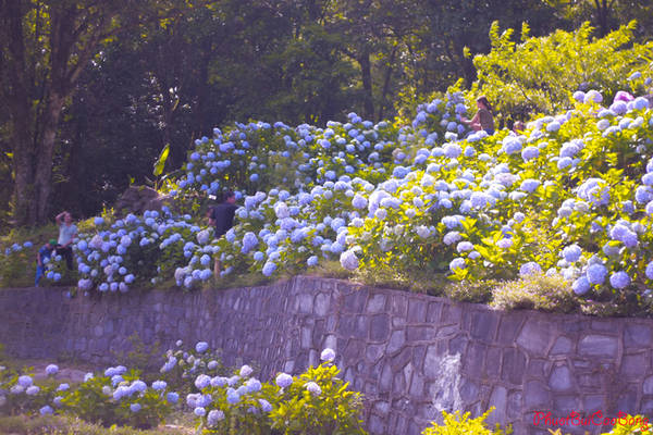 Vườn hoa, cẩm tú cầu, Hà Nội: Vườn hoa cẩm tú cầu tại Hà Nội là một địa điểm thư giãn lý tưởng cho bất kỳ ai yêu hoa với những hàng cây cẩm tú cầu to lớn, tán rộng đầy sắc màu. Bạn sẽ được trải nghiệm chút biết bao trong không gian tuyệt vời của thiên nhiên tại đây. Hãy tìm đến và cảm nhận một mùi hoa nhẹ nhàng và được lắng nghe tiếng ve râm ran công thoáng.