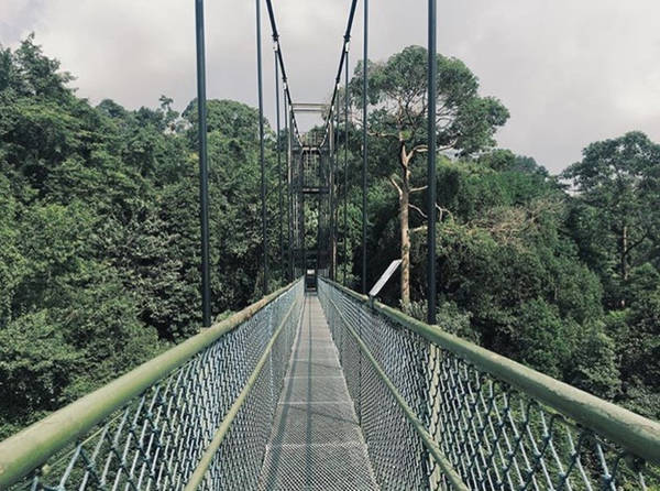 Cầu treo Tree Top Walk: Nếu yêu thích cảm giác mạo hiểm, bạn có thể thử bước đi trên cầu treo dài 250 m nối liền giữa Bukit Peirce và Bukit Kalang - hai đỉnh cao nhất tại công viên MacRitchie. Từ đây, du khách có thể thưởng thức trọn vẹn cảnh đẹp của khu rừng mưa nhiệt đới tươi xanh cùng một số loài động vật đặc trưng. Ảnh: Instagram duekonkamon.