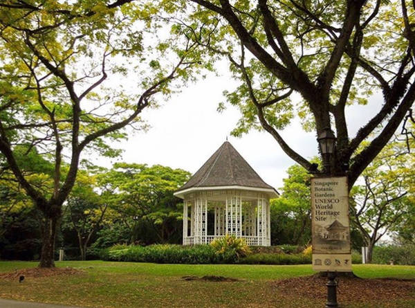 Botanic Garden: Mở cửa lúc 5h-22h hàng ngày, vườn bách thảo Singapore góp mặt trong danh sách điểm đến xanh của đất nước bé nhỏ này. Trong số các loài cây độc đáo, nơi đây có cây lọng ô 150 tuổi tỏa hương thơm mát nồng nàn, bao trùm một góc công viên. Ảnh: Instagram jack_angie.