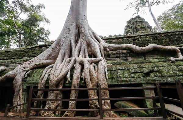 Cuối thế kỷ 20 đến đầu thế kỷ 21, trong công cuộc bảo tồn quần thể Angkor, đền Ta Prohm được tìm thấy. Năm 2013, Nghiên cứu khảo cổ Ấn Độ đã phục hồi hầu hết các bộ phận của ngôi đền, bao gồm lối đi nền gỗ, lan can... để giữ lại những tàn tích còn sót lại, ngăn không bị sụp đổ.