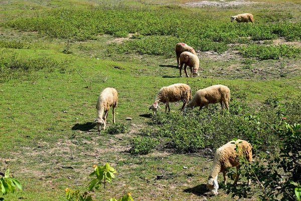 Từ hồ Sông Trâu, chúng tôicứ đi theo con đường đèo nhỏ không tên, và điều bất ngờ đã tới khi bắt gặp một đàn cừu.