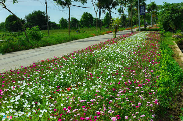     Để tạo điểm nhấn, huyện Phú Xuyên bắt đầu thí điểm xây dựng các đường hoa mười giờ vào năm 2016 tại các xã Nam Triều, Tri Trung.