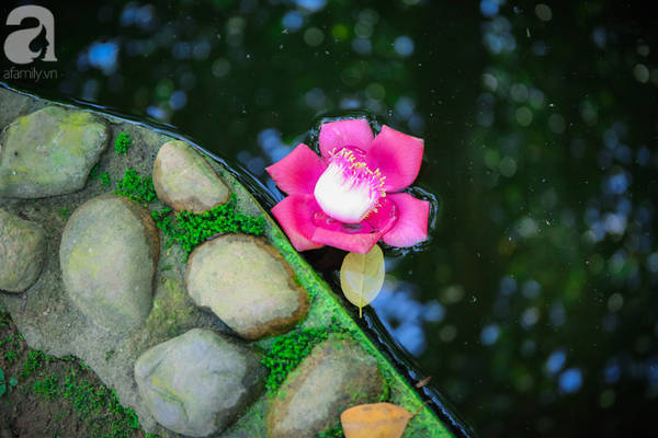 Du lịch Huế, ghé chùa Thiên Mụ 400 năm tuổi ngắm nhìn những đóa sala – hoa của sự yên lành