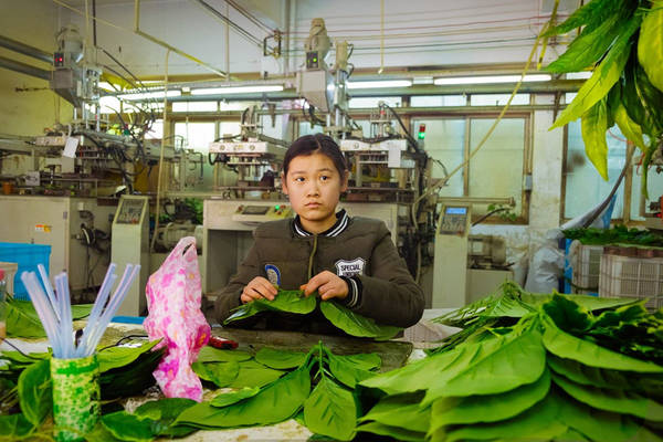 Một cửa hàng bán cây giả trong chợ. Petralla cũng bị bất ngờ trước số lượng cửa hàng bán mặt hàng này.