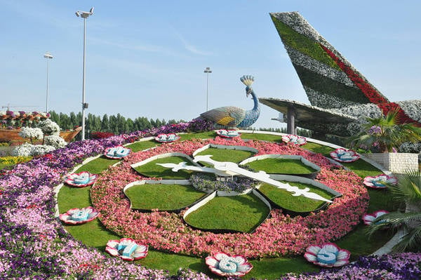 Vườn hoa nằm tại phân khu Al Barsha South, Dubai, mở cửa vào ngày Valentine năm 2013, từ đó trở thành một điểm đến nổi tiếng dành cho du khách yêu thích thiên nhiên và nhiều cặp đôi đến chụp hình cưới. Ảnh: Dubai Miracle Garden. Ảnh Minh An.