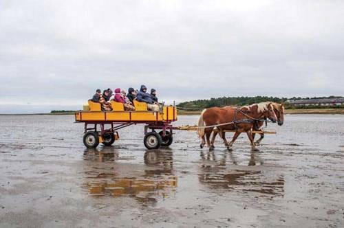 Xe ngựa đưa du khách đi dạo biển Wadden