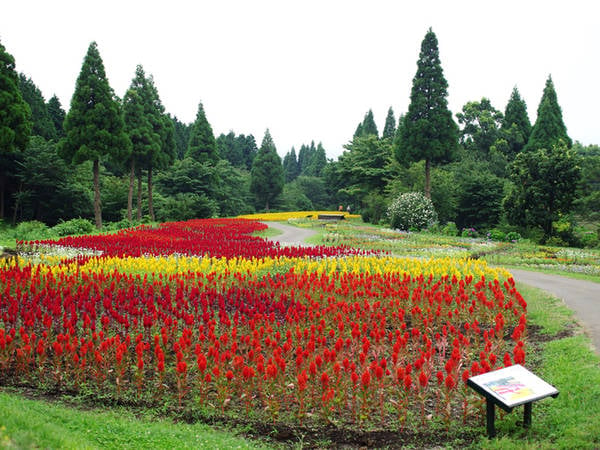 Công viên hoa Kujyu Nơi đây hiện trồng hơn 500 loài hoa khác nhau, tạo thành những thảm lớn. Hoa tulip khoe sắc vào mùa xuân, oải hương, cẩm tú cầu vào mùa hè, hoa cúc cosmos vào mùa thu và rất nhiều loại cây xanh khác. Du khách còn có thể mua sắm tại những hàng lưu niệm, thư giãn ở các quán cà phê hay ăn uống tại nhà hàng bên trong công viên. Ảnh: Hương Chi.