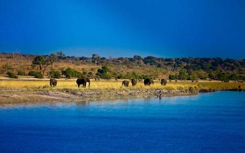 Sông Chobe ở châu Phi. Ảnh: Alamy